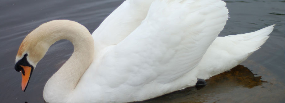 Mute Swan on Lough Ree
