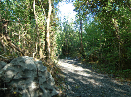 Commons North Woodland Walk